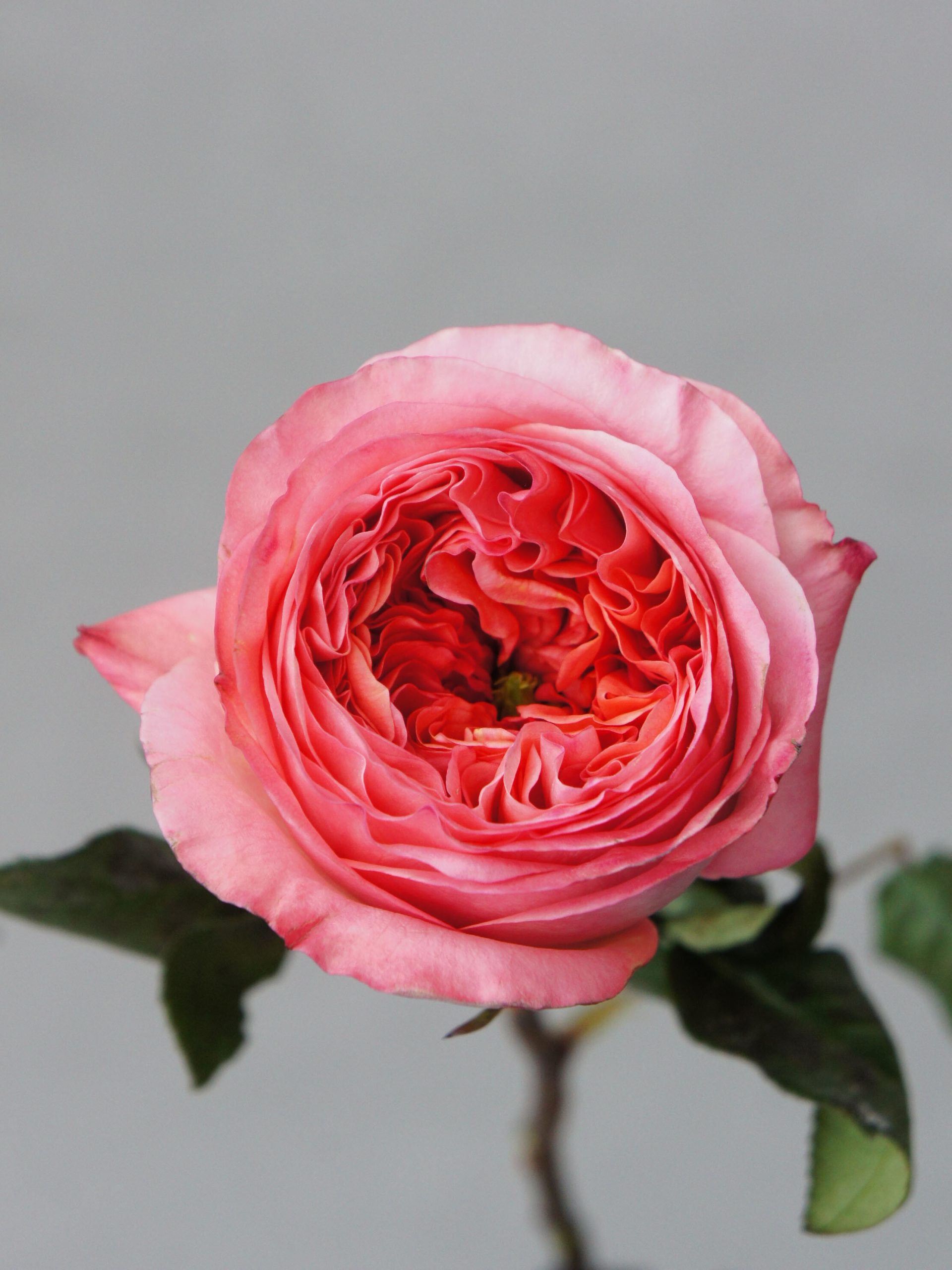 SONY DSC