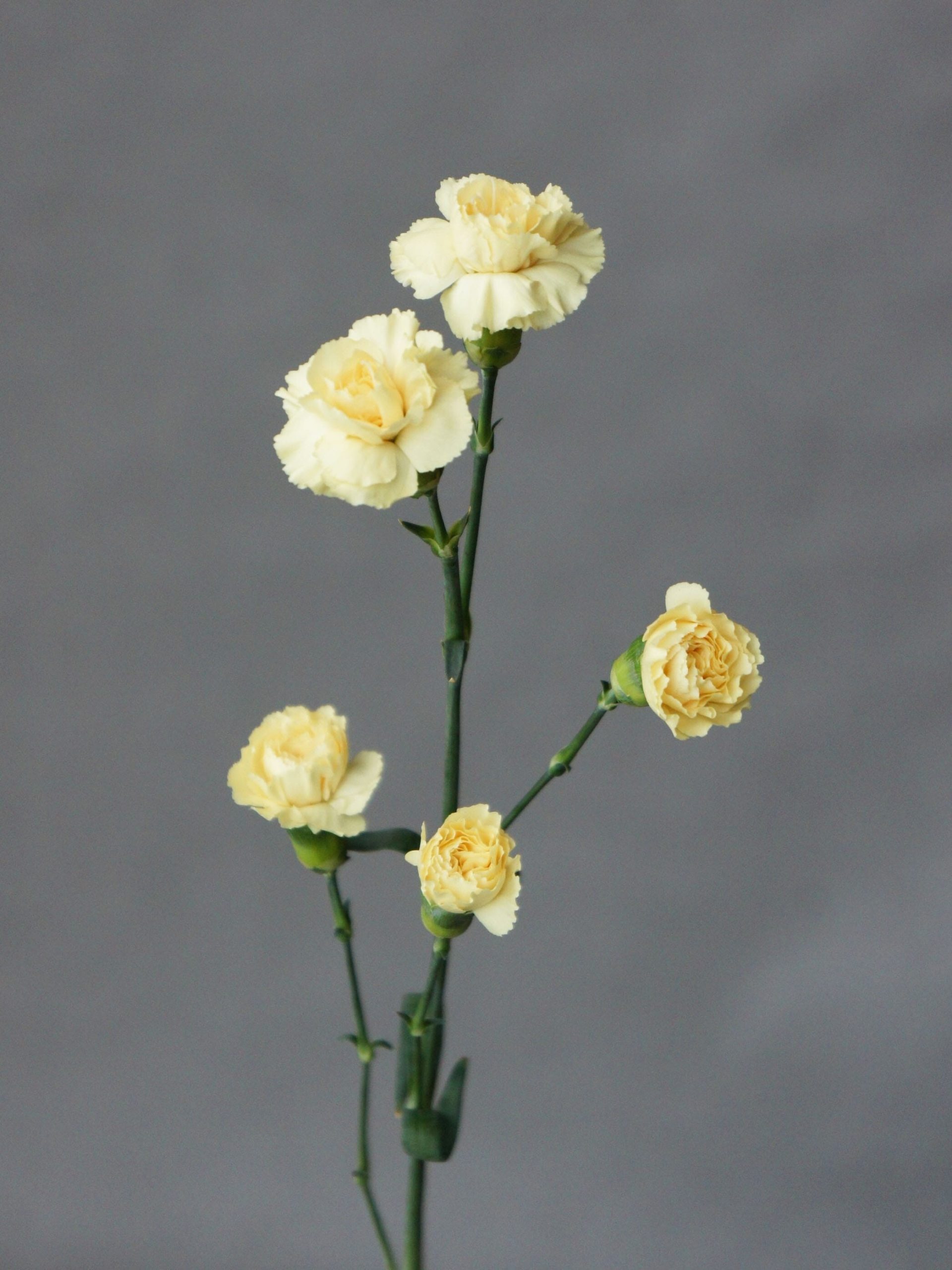 SONY DSC