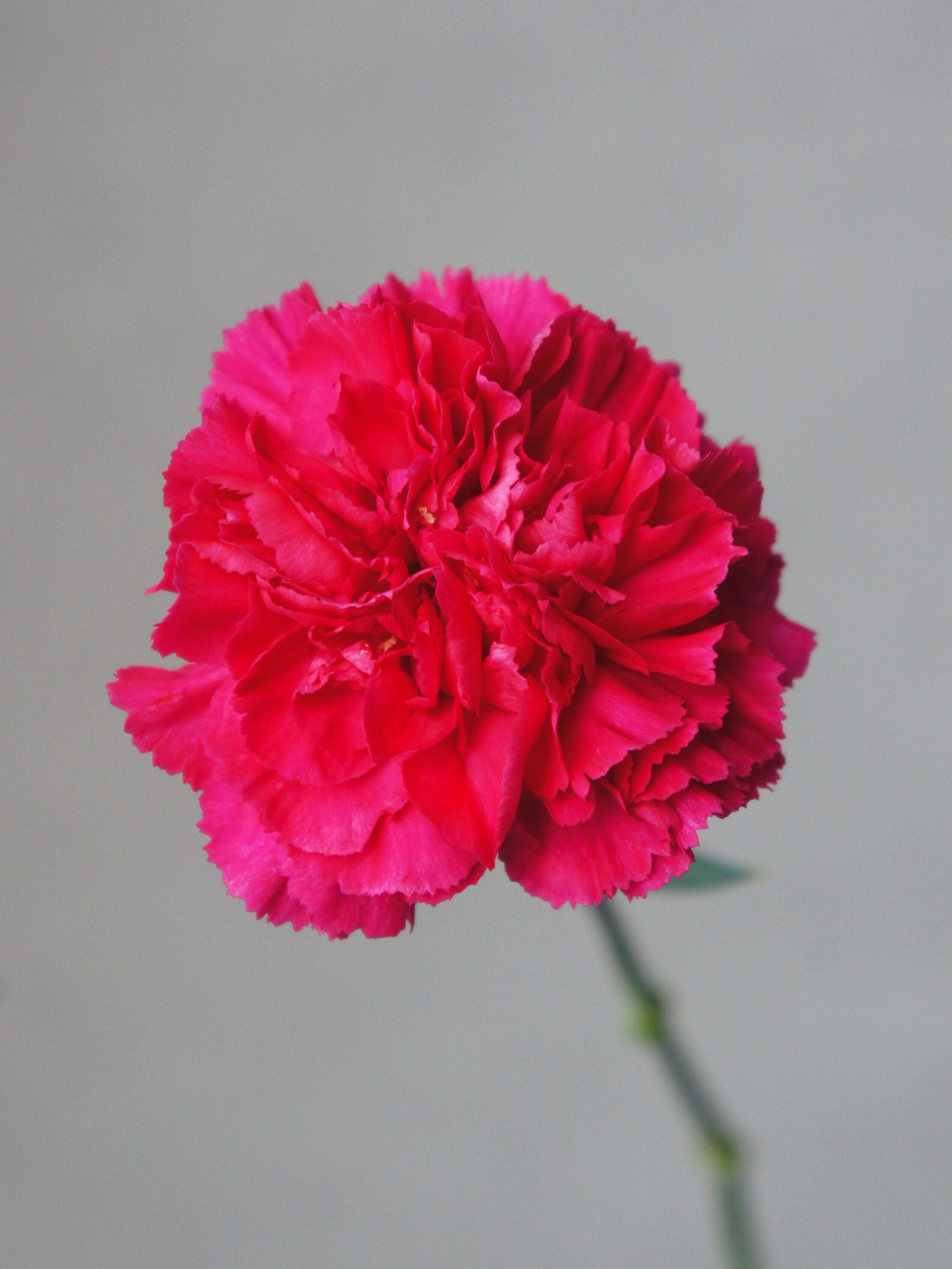 SONY DSC