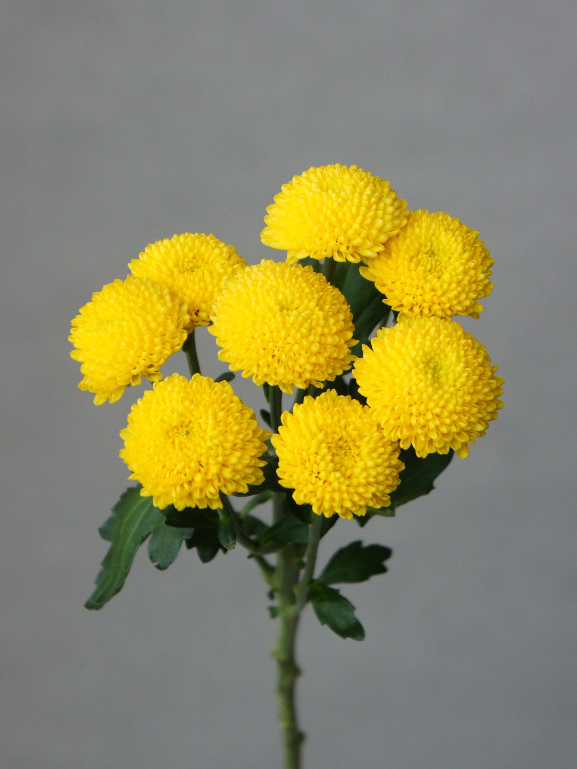 SONY DSC