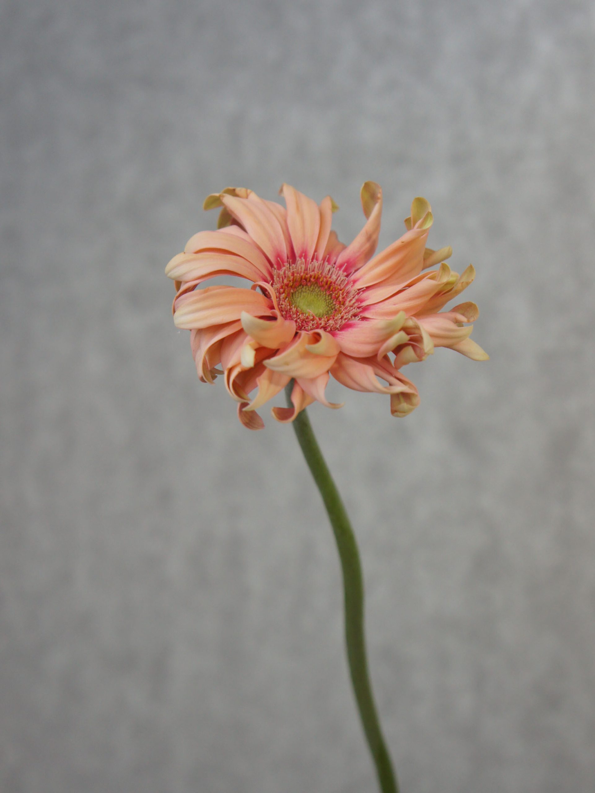 SONY DSC