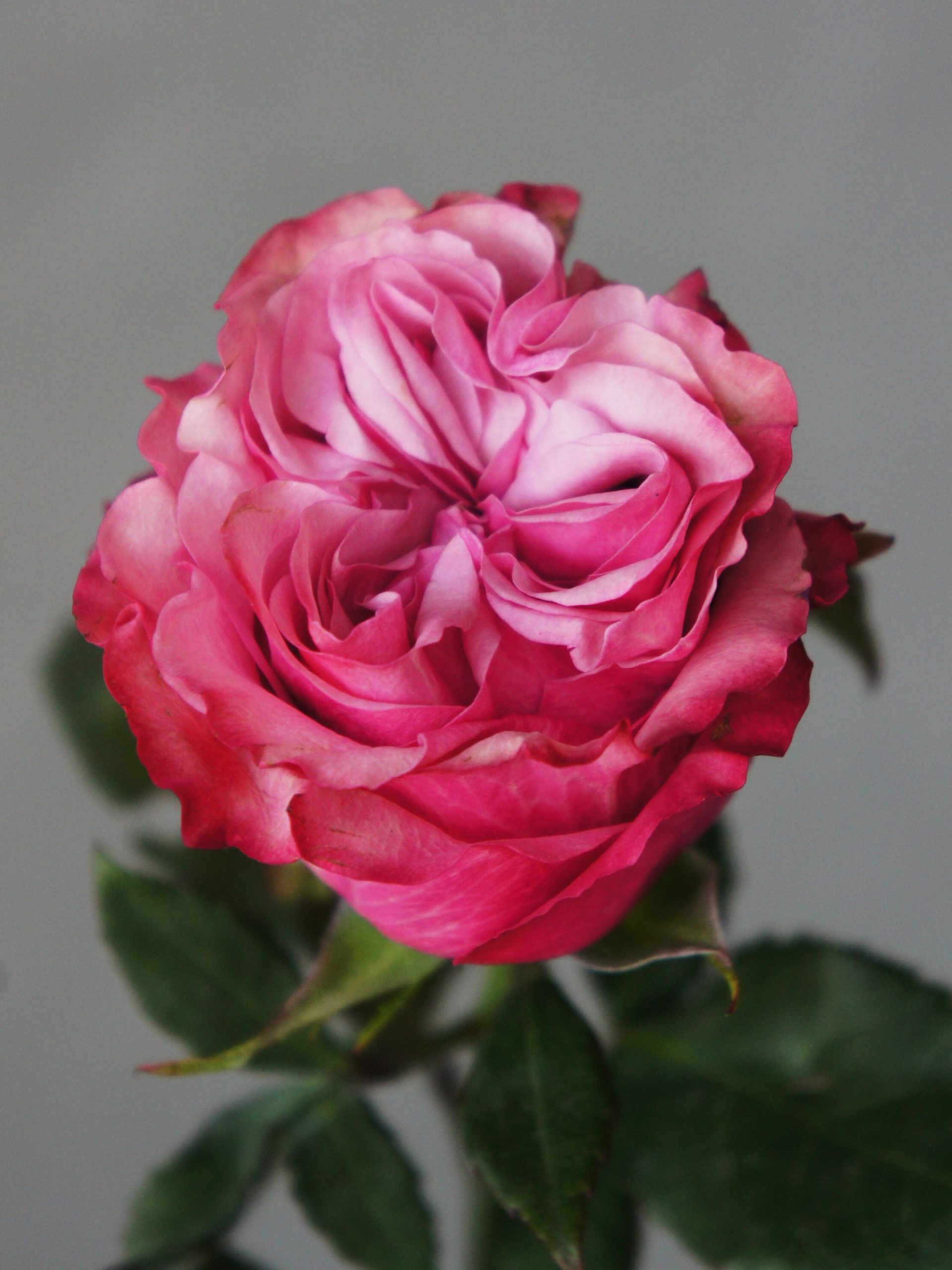 SONY DSC