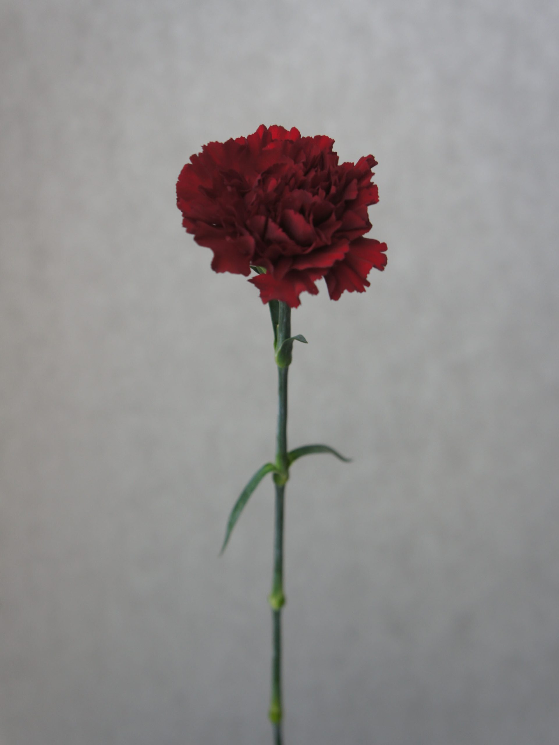 SONY DSC