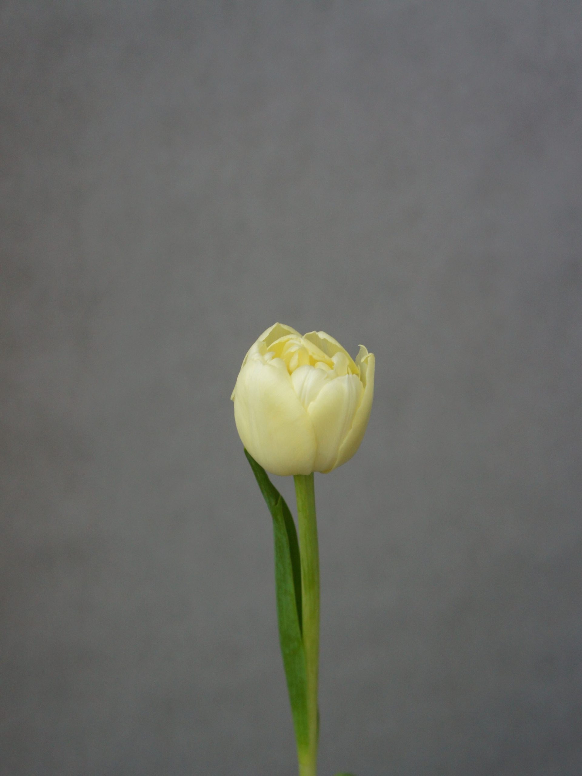 SONY DSC