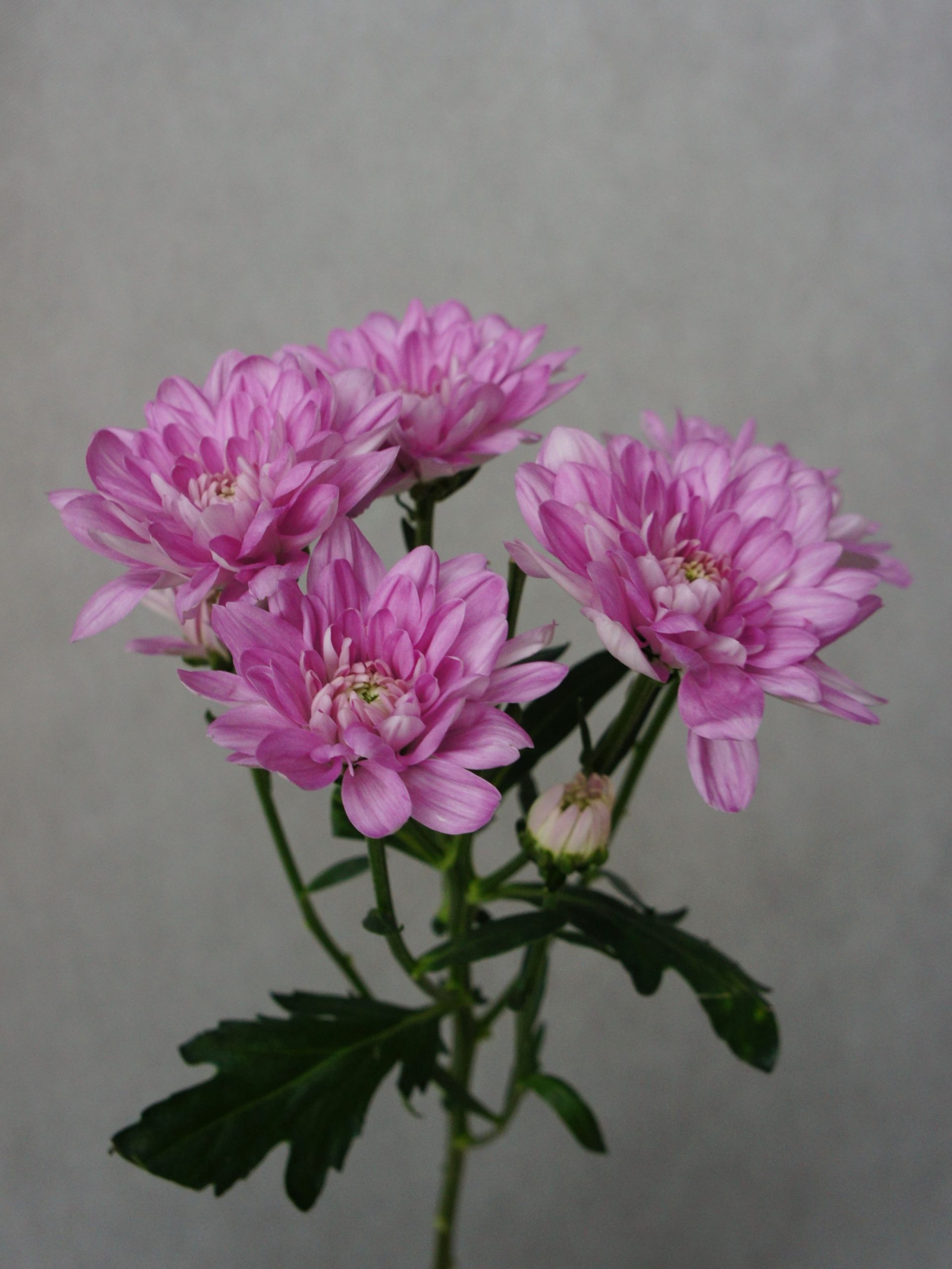 SONY DSC
