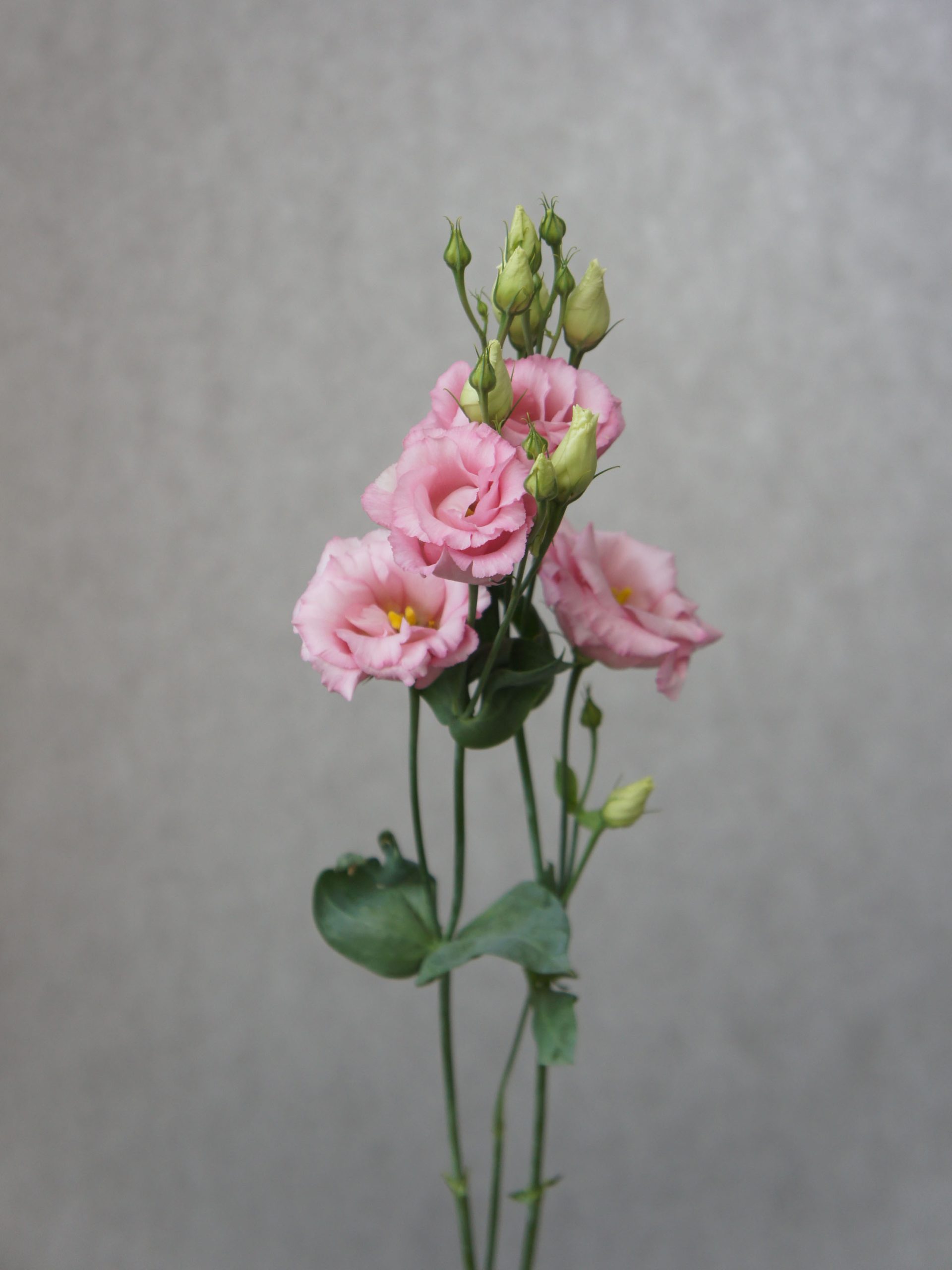 SONY DSC