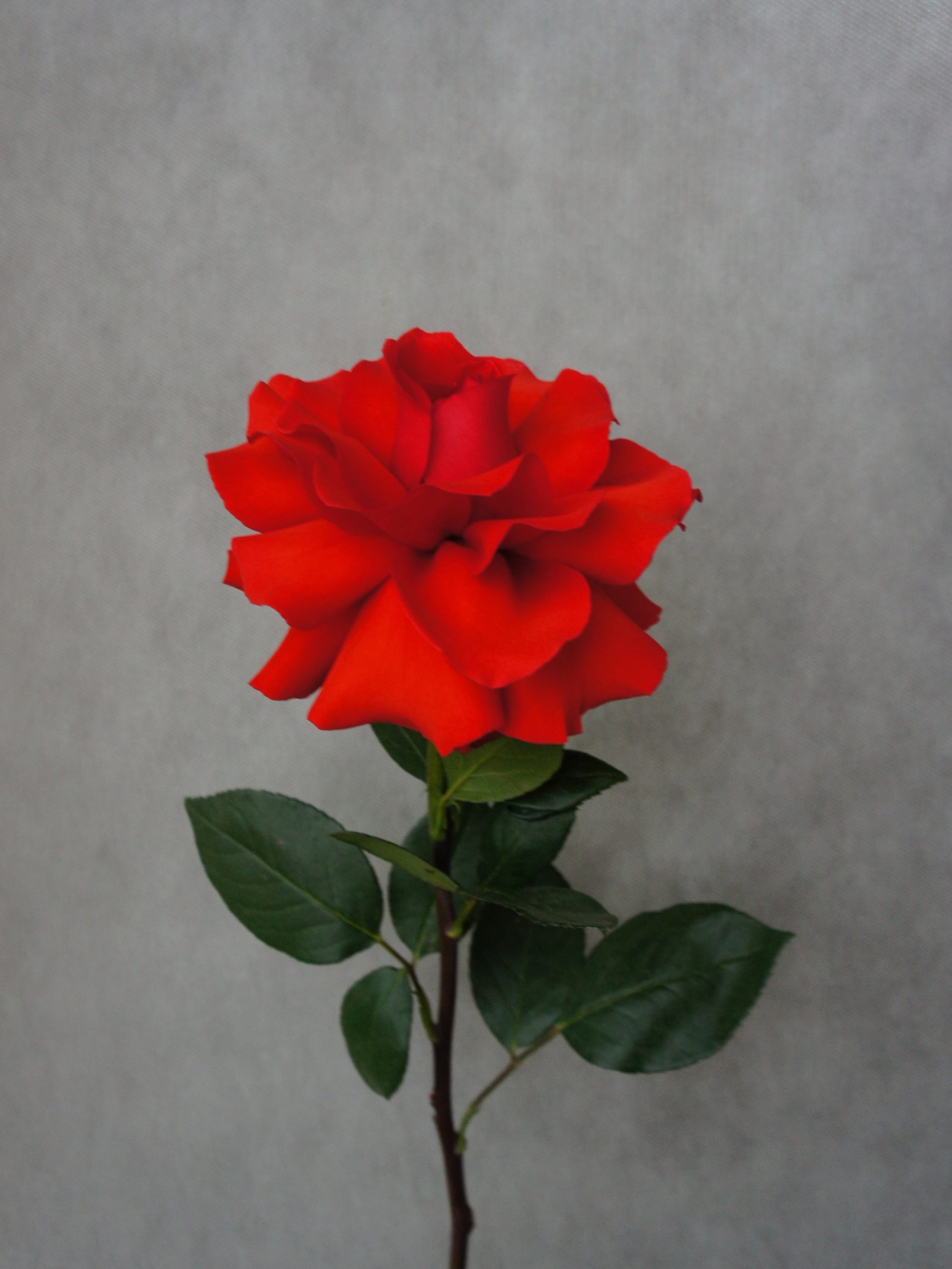 SONY DSC