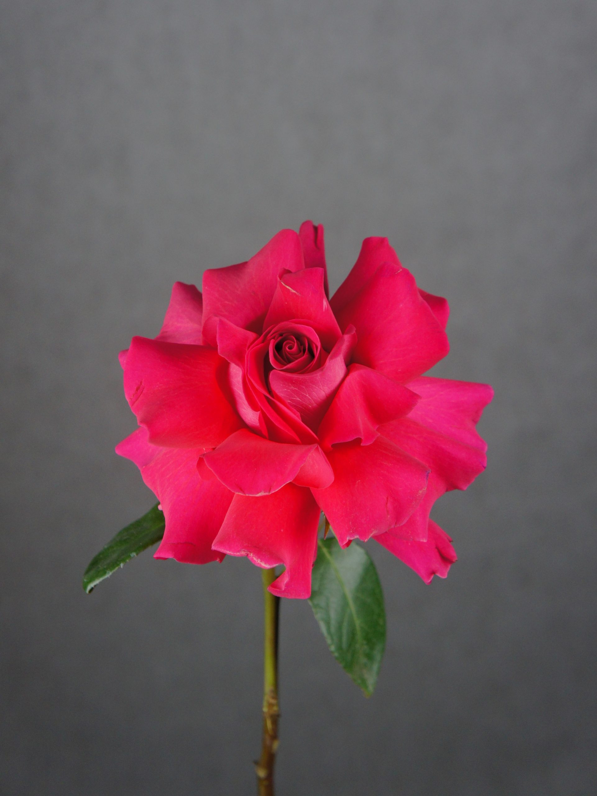 SONY DSC