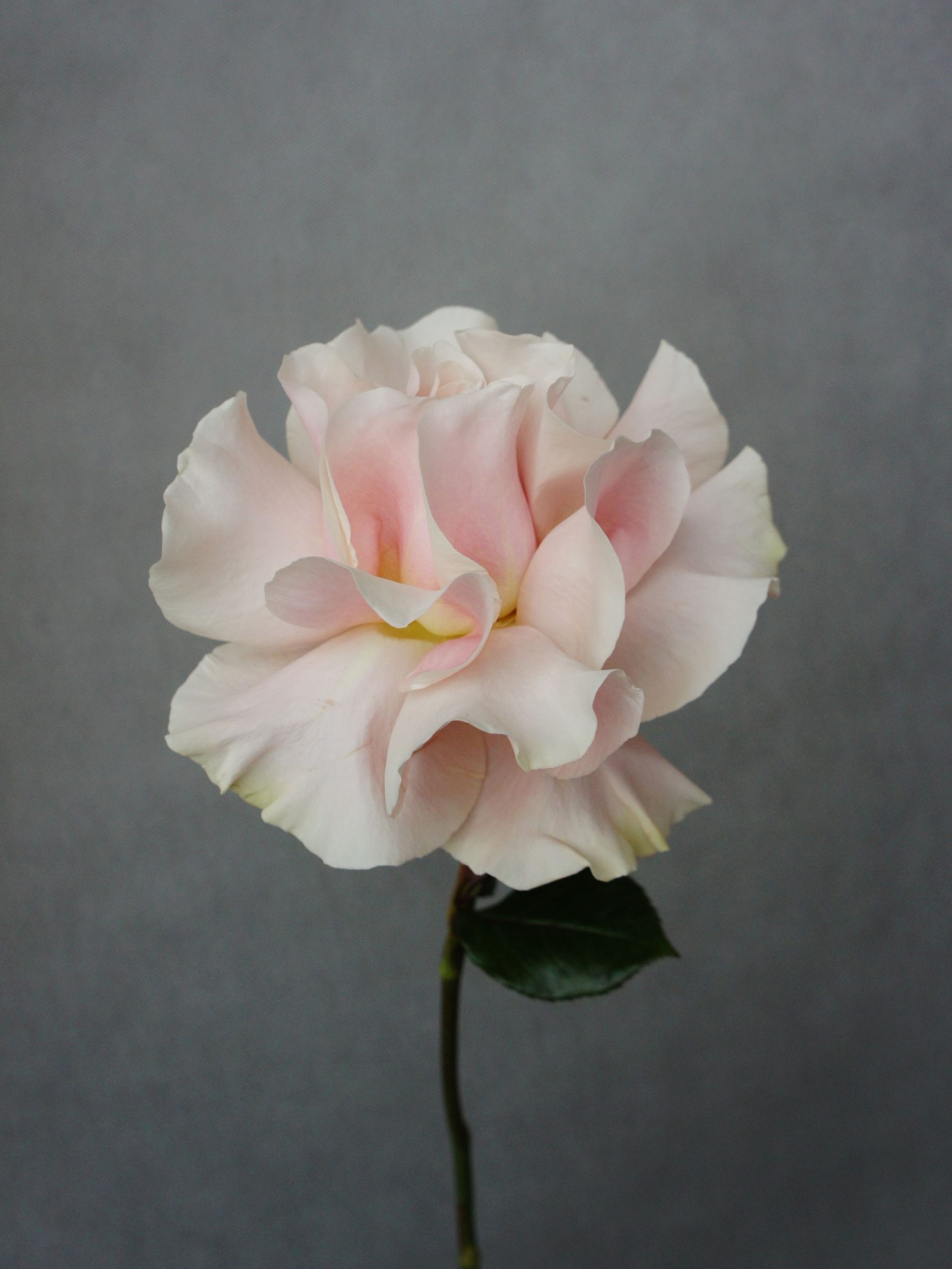 SONY DSC